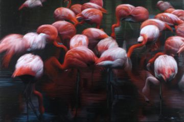 Flamingos, 2014